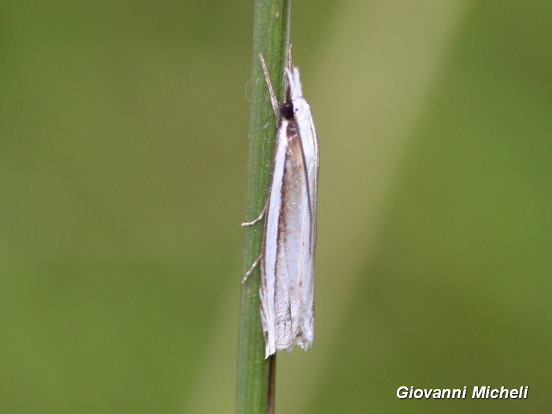 Crambidae da Id - Angustalius malacellus